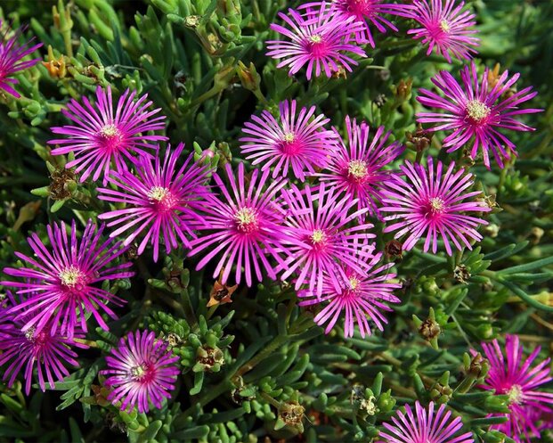 Delosperma cooperi