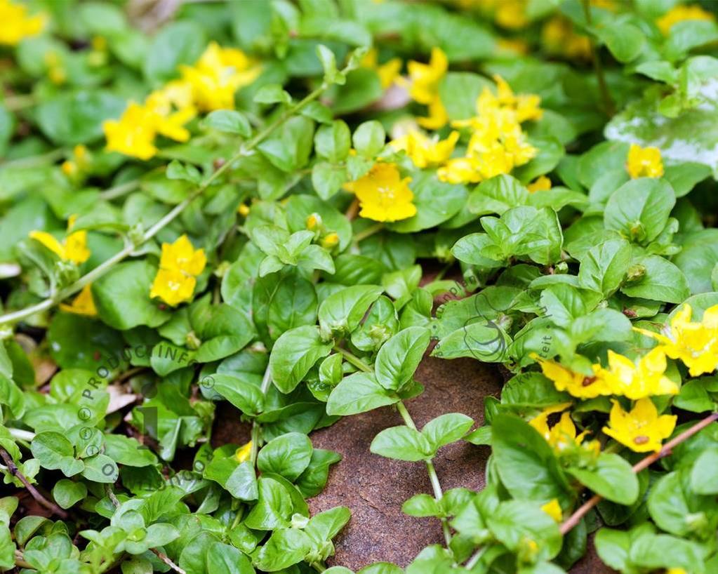 Lysimachia nummularia