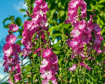 Sidalcea 'Party Girl'