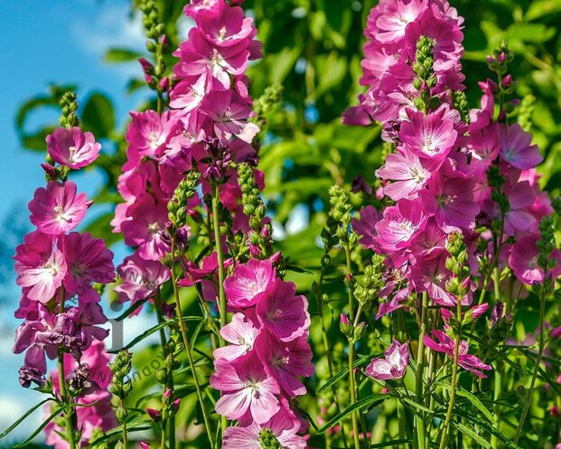 Sidalcea 'Party Girl'