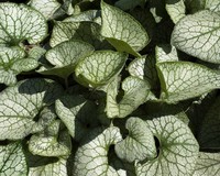 Brunnera macrophylla 'Jack Frost'