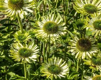 Echinacea purpurea 'Green Jewel'