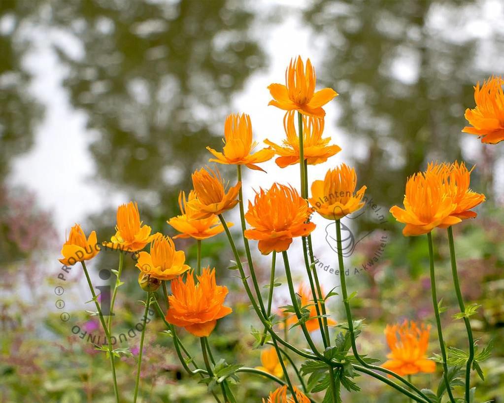 Trollius chinensis 'Golden Queen'