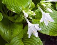 Hosta sieboldii 'Snowflakes'