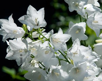 Campanula persicifolia 'Alba'