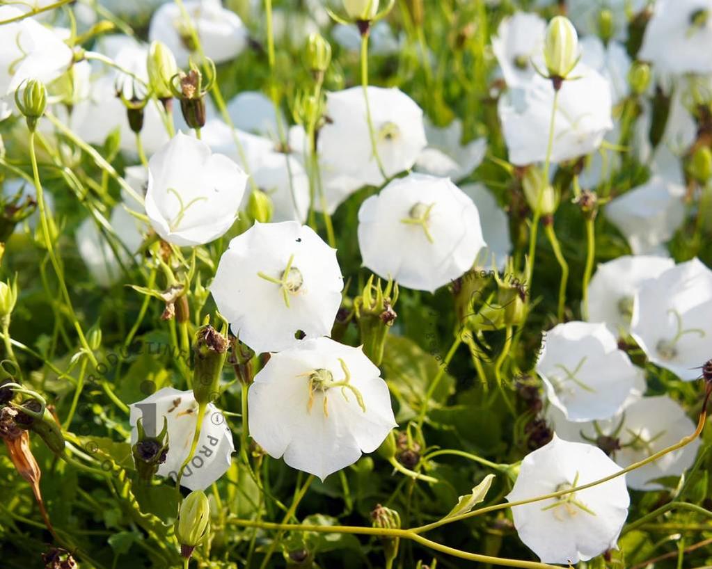 Campanula carpatica 'Weisse Clips'