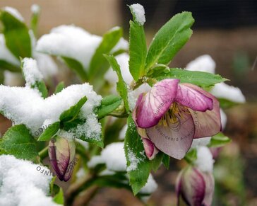 Helleborus orientalis