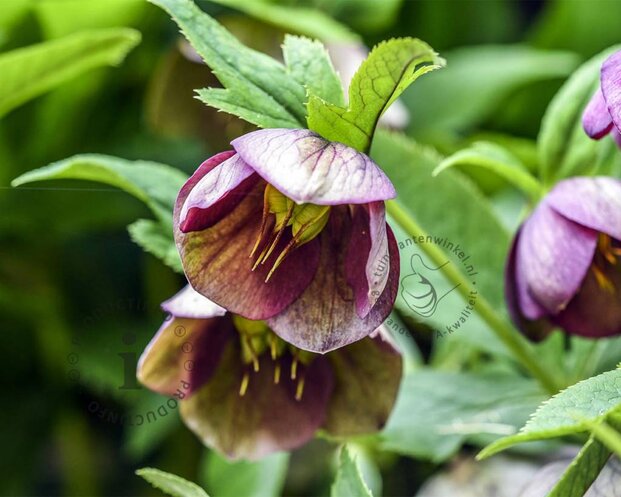 Helleborus orientalis
