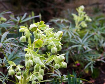 Helleborus foetidus