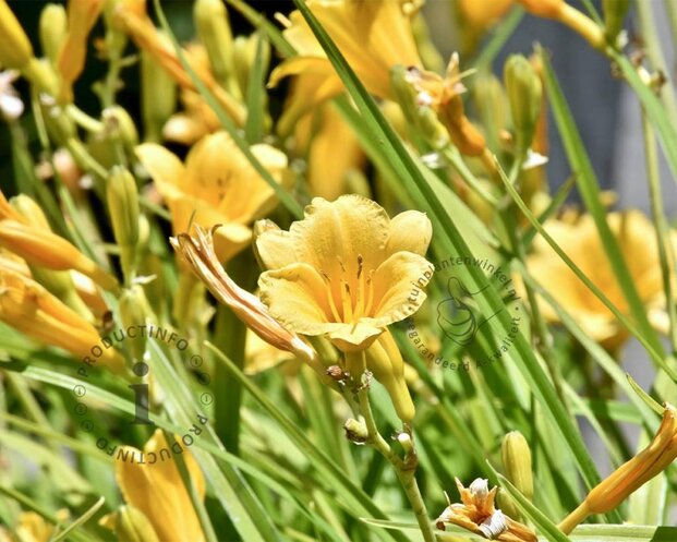 Hemerocallis 'Stella d'Oro'