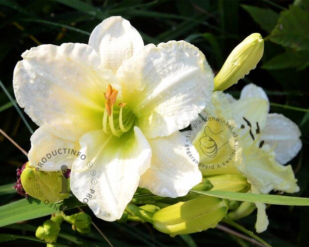Hemerocallis 'Gentle Shepherd'