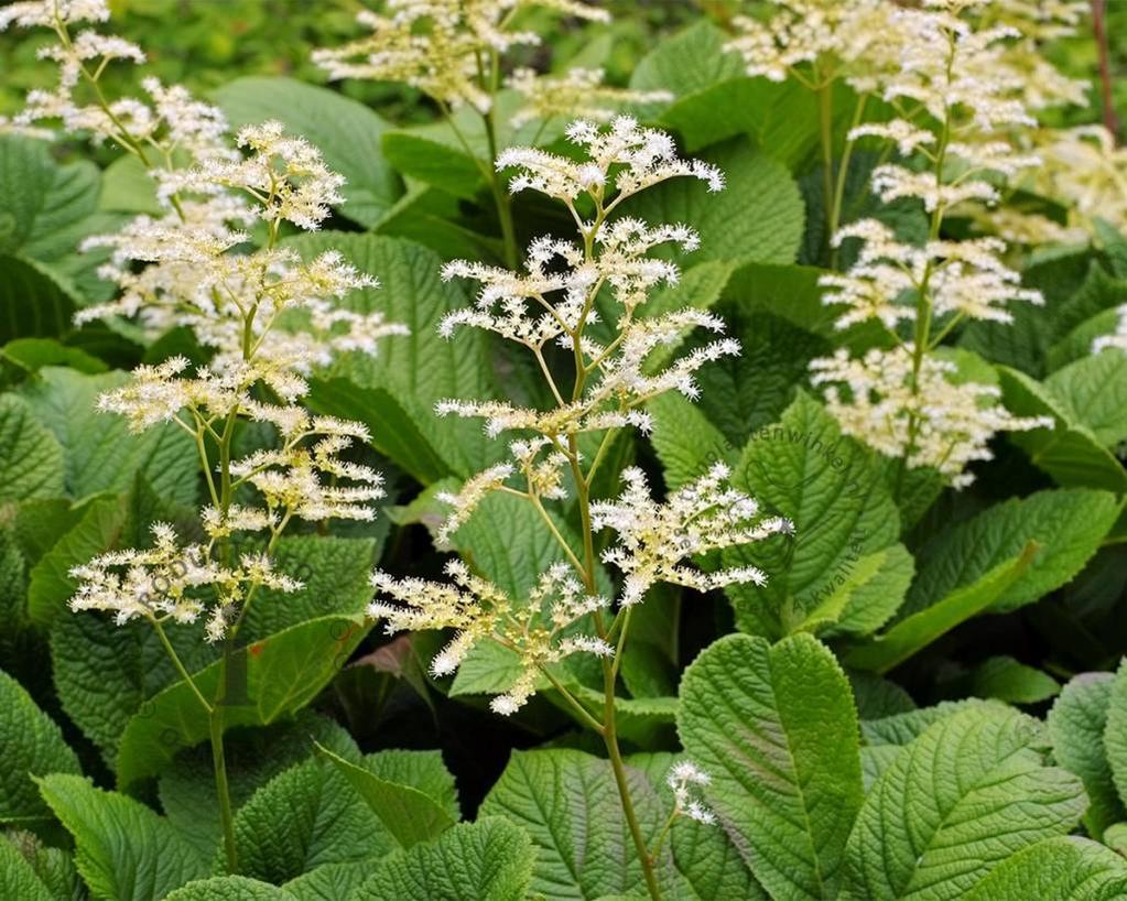 Rodgersia aesculifolia