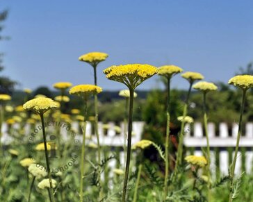Achillea filipendulina 'Cloth of Gold'
