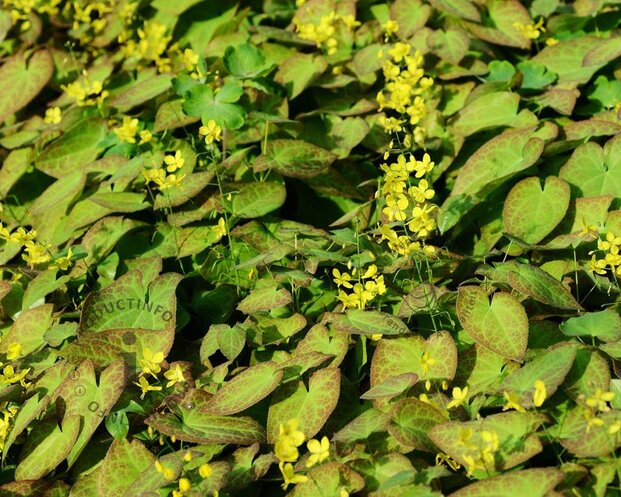 Epimedium versicolor 'Sulphureum'