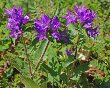 Campanula glomerata 'Superba'