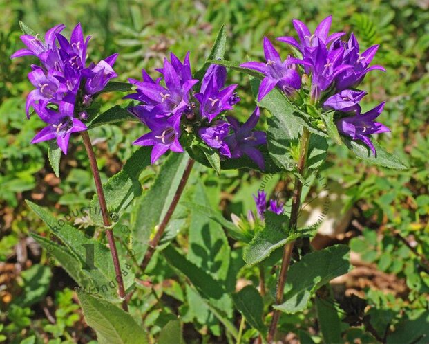 Campanula glomerata 'Superba'