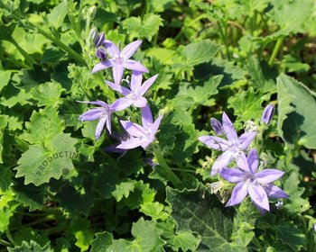 Campanula garganica