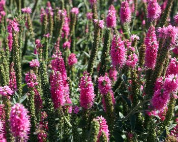 Veronica spicata 'Heidekind'