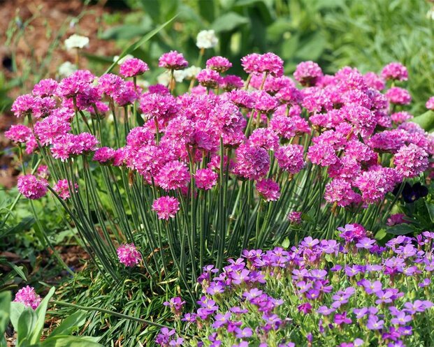 Armeria maritima 'Splendens'