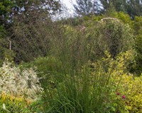 Molinia arundinacea 'Karl Foerster'