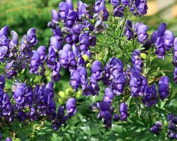 Aconitum henryi 'Spark's Variety'