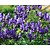Aconitum henryi 'Spark's Variety'