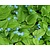 Omphalodes verna