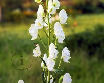 Aconitum napellus 'Album'