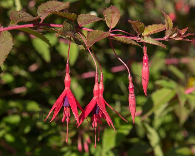 Fuchsia magellanica ‘Riccartonii’
