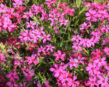 Phlox subulata 'Atropurpurea'