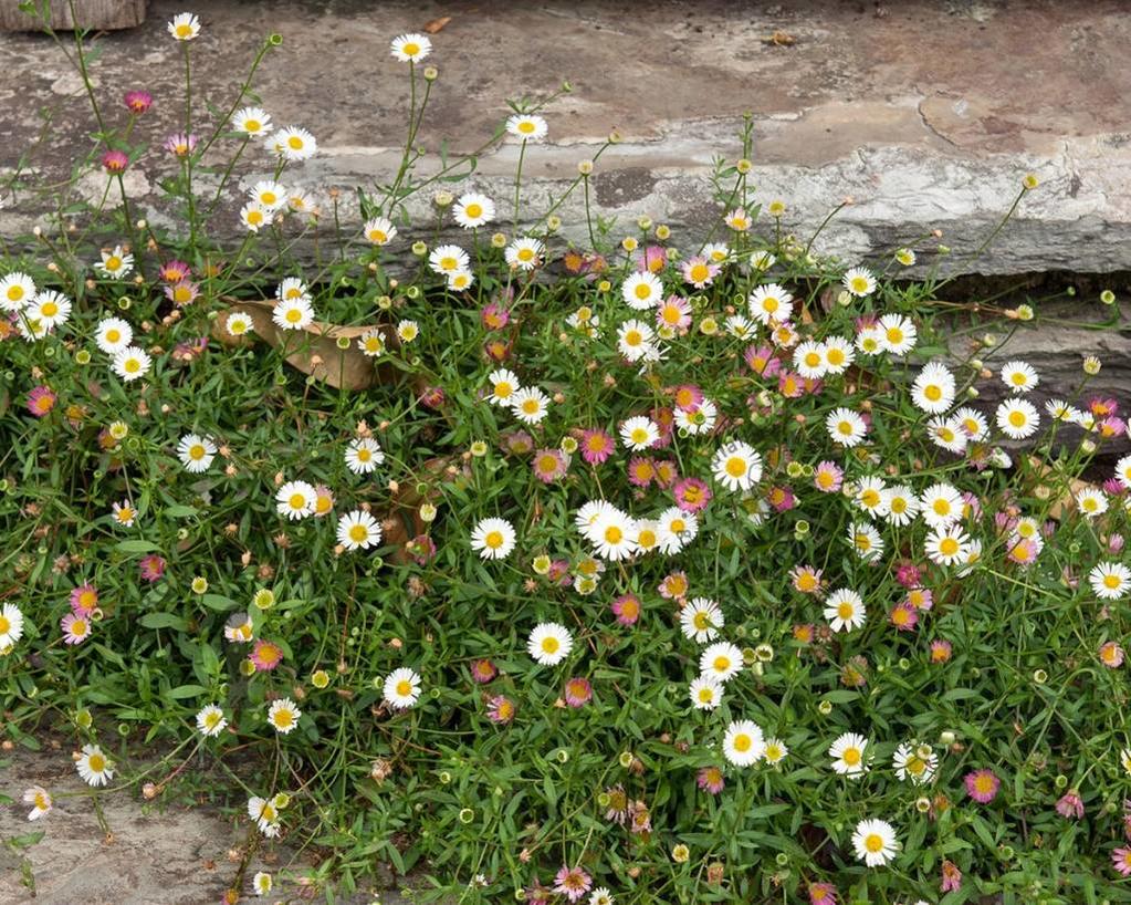 Erigeron karvinskianus