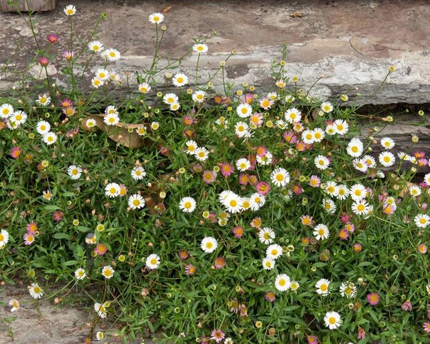 Erigeron karvinskianus