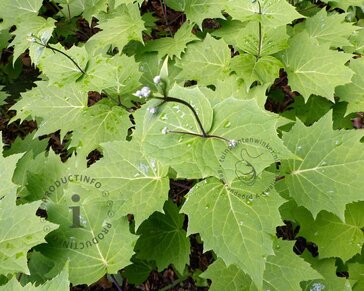 Kirengeshoma palmata