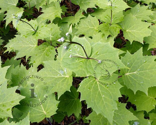 Kirengeshoma palmata