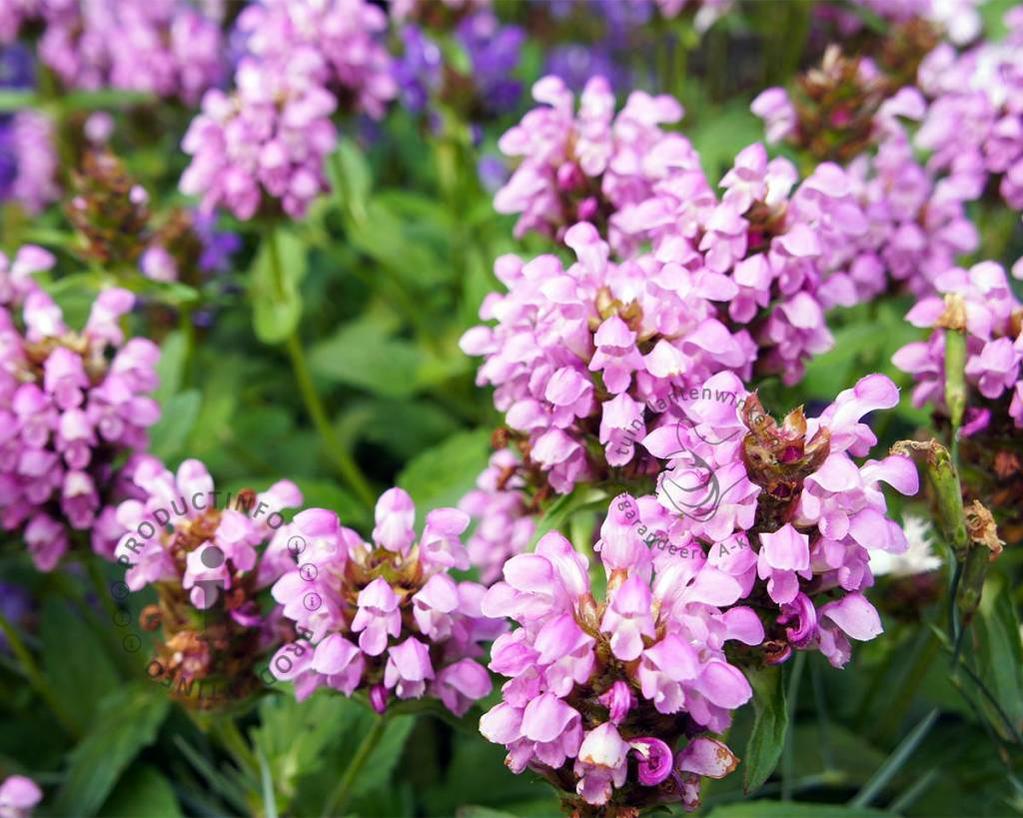 Prunella grandiflora