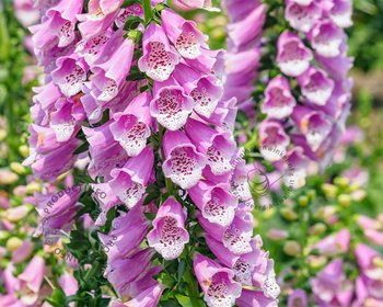 Digitalis purpurea 'Gloxiniiflora'