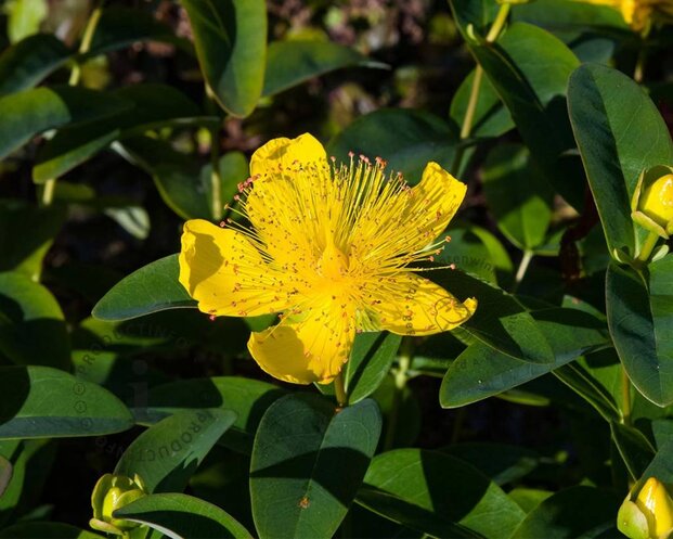 Hypericum calycinum