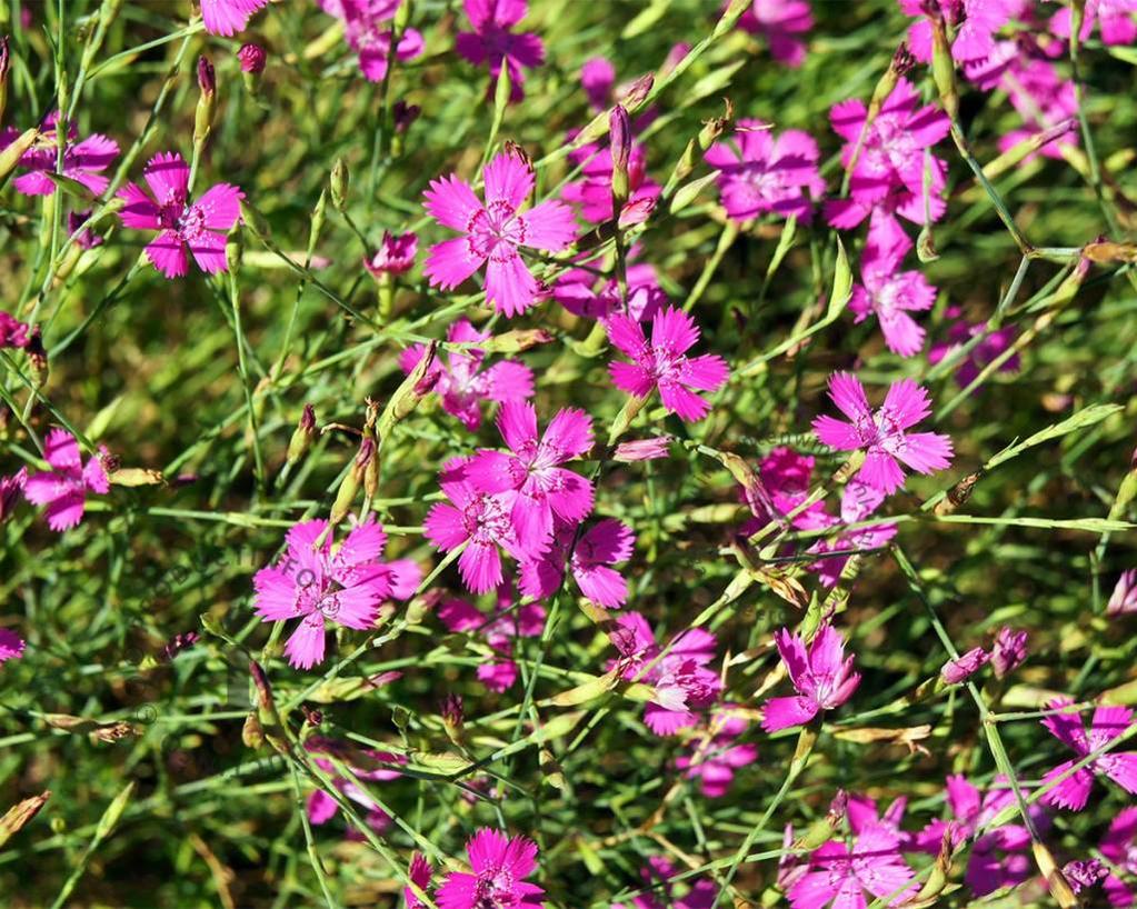 Dianthus deltoides 'Splendens'