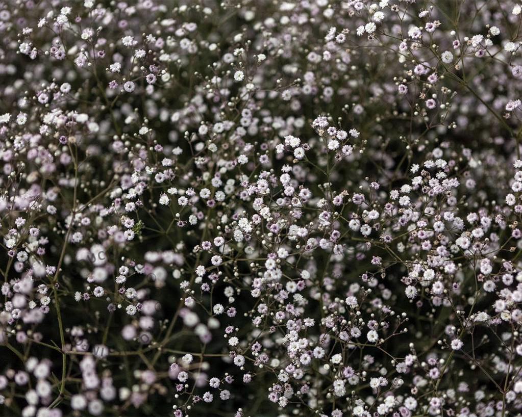 Gypsophila 'Rosenschleier'