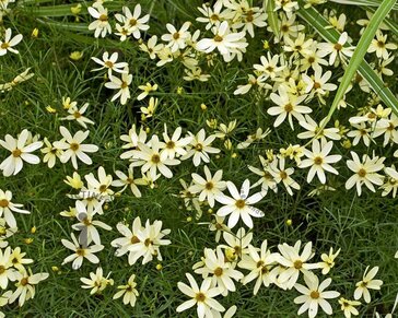 Coreopsis verticillata 'Moonbeam'