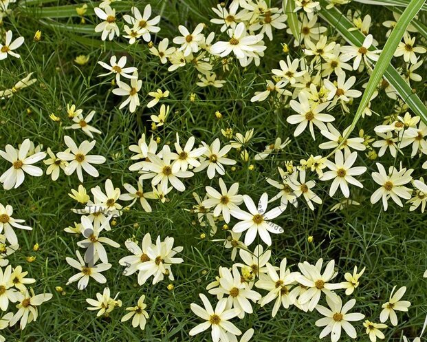 Coreopsis verticillata 'Moonbeam'