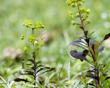 Euphorbia amygdaloides 'Purpurea'