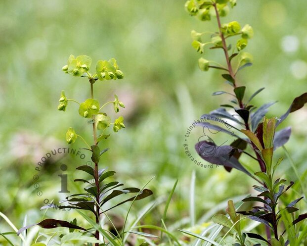 Euphorbia amygdaloides 'Purpurea'