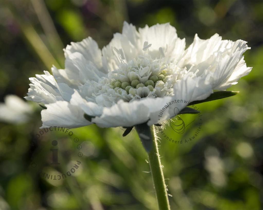 Scabiosa caucasica 'Alba'