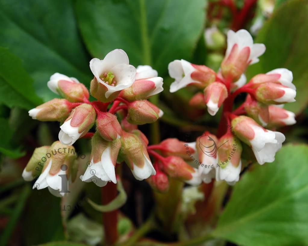 Bergenia 'Silberlicht'