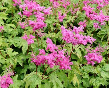 Filipendula purpurea image