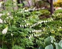 Dicentra spectabilis 'Alba'