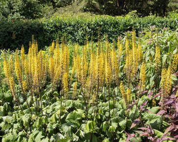 Ligularia stenocephala 'The Rocket'