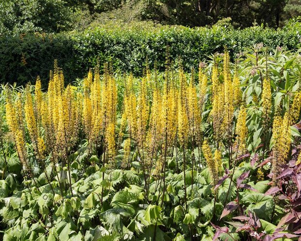Ligularia stenocephala 'The Rocket'
