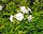 Phlox paniculata 'White Admiral'